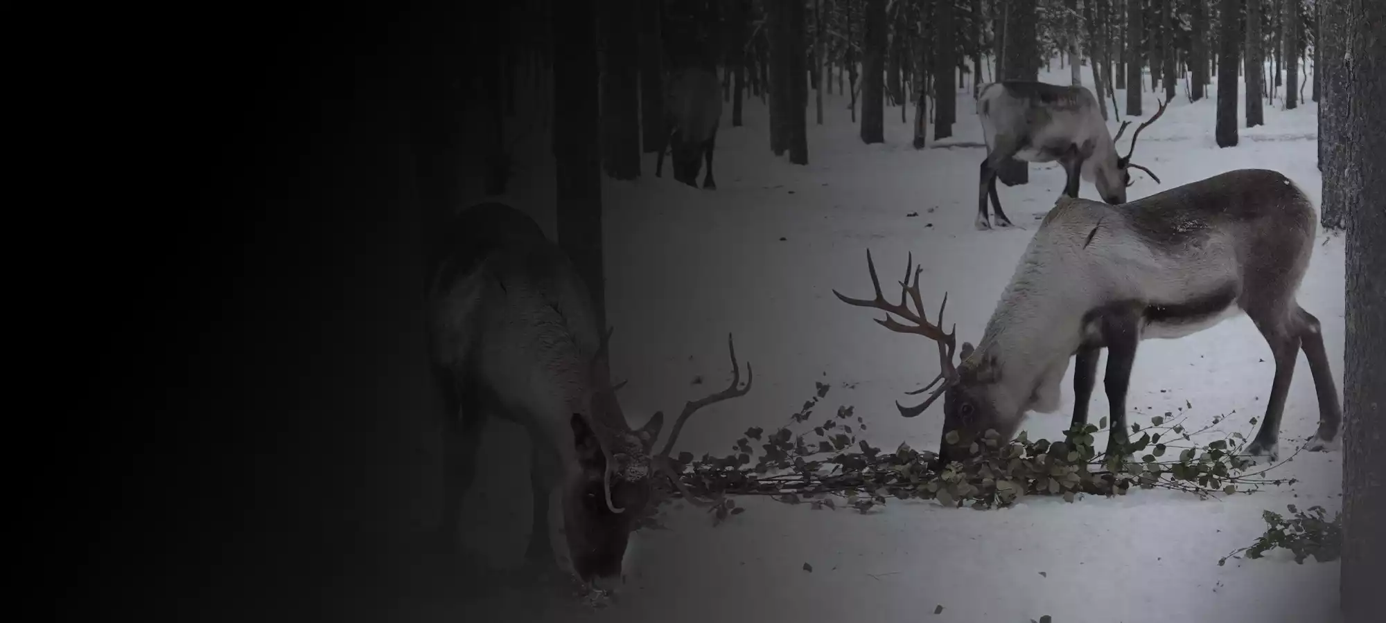 Seznamte se se sobem — reindeer & Arctic pasture, Pokka Lapland